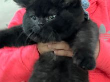 British shorthair Black 100%