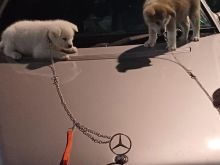 Qenush Akita Inu. Rrac e paster. Perfshihet transporti.