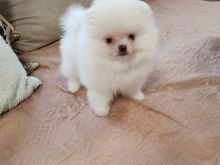 Pomeranian boo