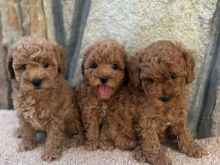 Toy Poodle