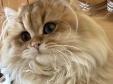 ​Bukuri Përrallore: Mace Britanike me Qime të Gjata (Chinchilla e Artë)