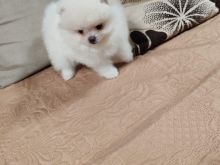 Pomeranian boo