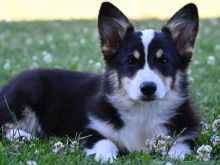 Welsh Corgi Pembroke