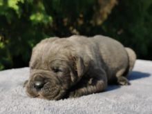 Cane Corso – KËLYSHË NGA PJELLA E RE