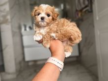 Qenush të adhurueshëm të racës Poodle lodër për shitje