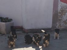 Qenushët e racës Akita Amerikane