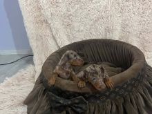 Dachshund xhuxh me qime të shkurtra