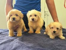 Qenush të bukur Maltipoo
