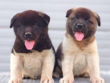Akita Amerikane, Këlyshët TOP