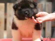 Qenushët e racës Akita Amerikane