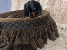 Dachshund xhuxh me ngjyrë merle me qime të gjata